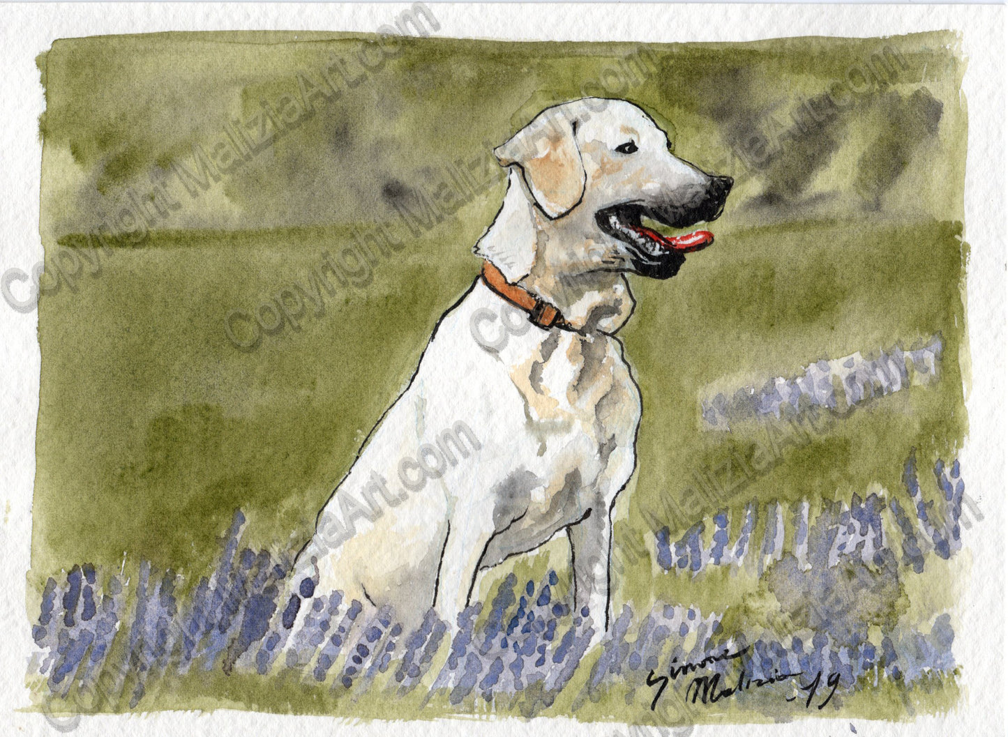 Stampe dei miei Acquerelli di Animali